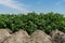 Potato field in bloom