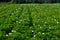 The potato field blooms in summer with white flowers.Blossoming of potato fields