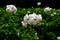 The potato field blooms in summer with white flowers.Blossoming of potato fields