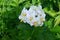 The potato field blooms in summer with white flowers.Blossoming of potato fields