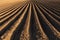 Potato field in the early spring with the sowing rows running to