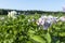 Potato field with green bushes of flowering potatoes