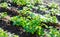 Potato field irrigation sprinkler watering the plants.