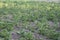 Potato field in late spring in the shade of trees