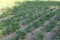 Potato field in late spring in the shade of trees