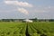 Potato field and manure storage