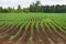Potato field, potato crops planted in a row