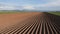 Potato field in spring after sowing - camera moves by the furrows