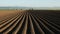 Potato field in spring after sowing at sunset time