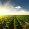 Potato field on a sunset