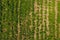 Potato field. View from above. Green tops of rows