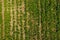 Potato field. View from above. Green tops of rows of