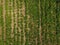 potato field. View from above. Green tops of rows of potatoes.