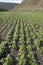 Potato field in volcanic soil, Lanzarote