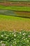 Potato fields with colourful terraced fields 3