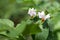 Potato flower close-up. Ripening vegetables in the field. Delicate white flowers on a bush on a blurred green background