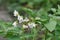 Potato flowers