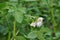 Potato flowers