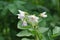 Potato flowers