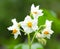 Potato flowers