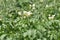 Potato flowers