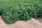 Potato flowers blooming in the field. Field with flourishing potato plants