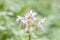 Potato flowers in the garden. This is how potatoes bloom. Summer blooming. Bright flowers in a flower bed.