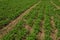 Potato garden agricultural farm land field summer June day scenic