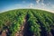 Potato green field sunny day fisheye distortion