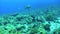 Potato grouper Epinephelus tukula, Blue triggerfish and Barracuda in Red sea