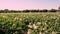 Potato growing on plantations. Rows of green, flowering potato bushes grow on farm field. White, pale pink flowers bloom