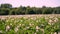 Potato growing on plantations. Rows of green, flowering potato bushes grow on farm field. white, pale pink flowers bloom