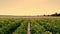 Potato growing. Rows of green, flowering potato bushes grow on farm field. White, pale pink flowers bloom on potato