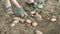 Potato harvest