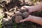 Potato harvest in farmer hands, garden agriculture