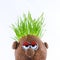 Potato head with grass