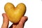 Potato heart or tuber of potato Solanum Tuberosum shaped like heart in fingers of left hand of adult male man, white background