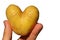 Potato heart or tuber of potato Solanum Tuberosum shaped like heart in fingers of left hand of adult male man, white background