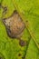 Potato leaf attacked by Alternaria solani