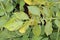 Potato leaf blight fungal disease