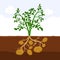 Potato with leaves and roots in soil, Fresh organic vegetable garden plant growing underground, Cartoon flat vector.