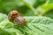 Potato parasite, reproduction of Colorado potato beetles in potato leaves.Colorado beetle. Colorado beetle on potato leaves