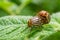 Potato parasite, reproduction of Colorado potato beetles in potato leaves.Colorado beetle. Colorado beetle on potato leaves