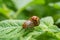 Potato parasite, reproduction of Colorado potato beetles in potato leaves.Colorado beetle. Colorado beetle on potato leaves