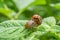 Potato parasite, reproduction of Colorado potato beetles in potato leaves.Colorado beetle. Colorado beetle on potato leaves