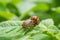 Potato parasite, reproduction of Colorado potato beetles in potato leaves.Colorado beetle. Colorado beetle on potato leaves