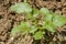 Potato plant damaged by pests