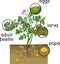 Potato plant with root system and stages of development of Colorado potato beetle or Leptinotarsa decemlineata