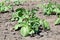 Potato Plant Solanum Tuberosum Home Gardening Planting Stock Photo