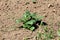 Potato plant with thick dark green leathery leaves growing in local garden surrounded with dry soil and grass